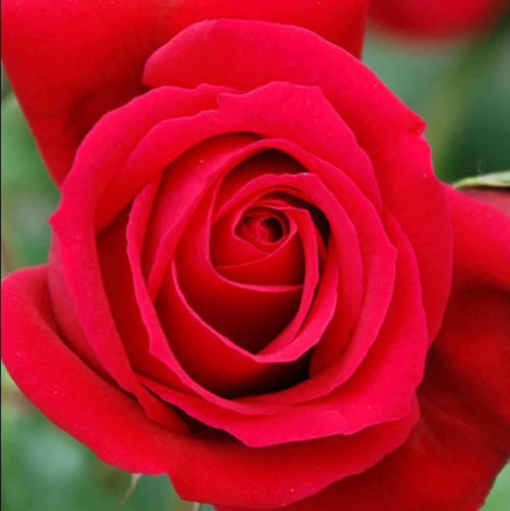 Meet your Posher, L. tania